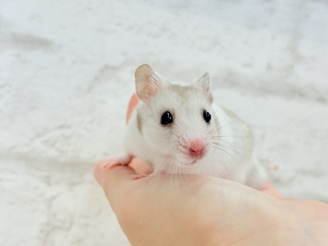 ゴールデンハムスター