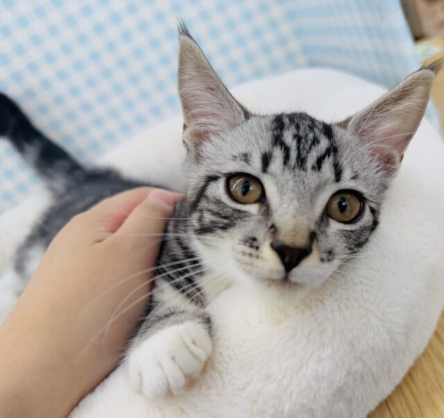 最新📷懐っこすぎてメロメロになっちゃう!マンチカン マンチカン