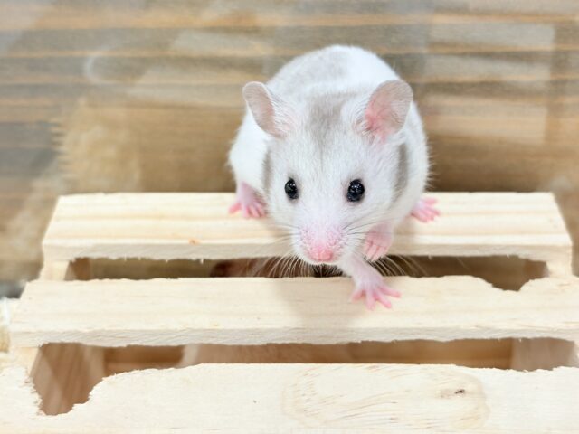 ゴールデンハムスター