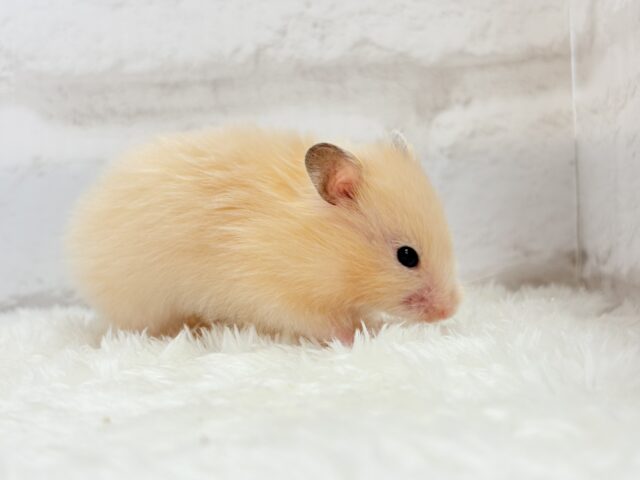 ゴールデンハムスター