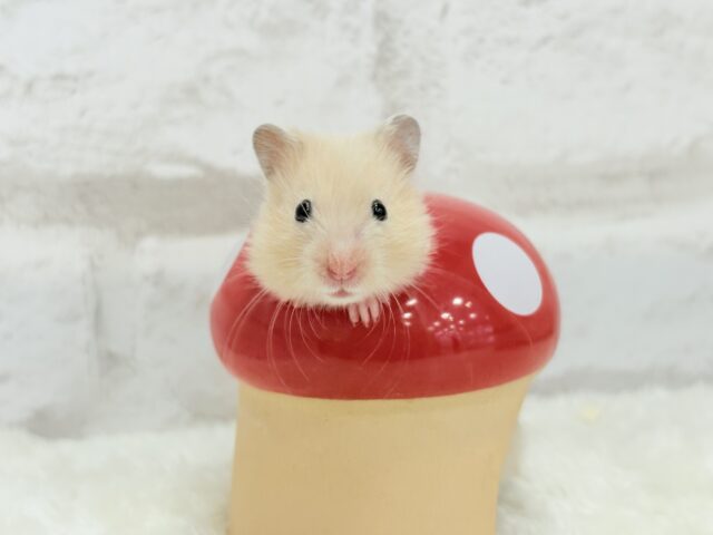 ゴールデンハムスター