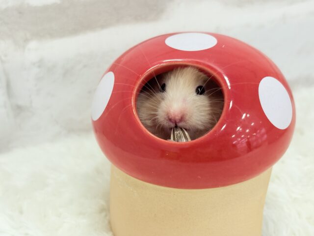 ゴールデンハムスター