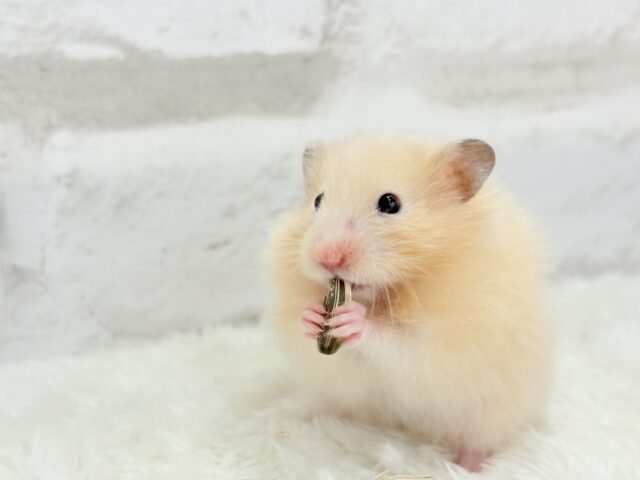 ゴールデンハムスター