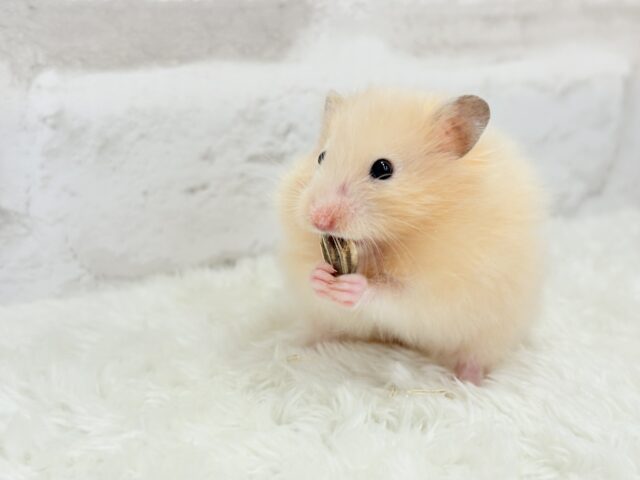 ゴールデンハムスター