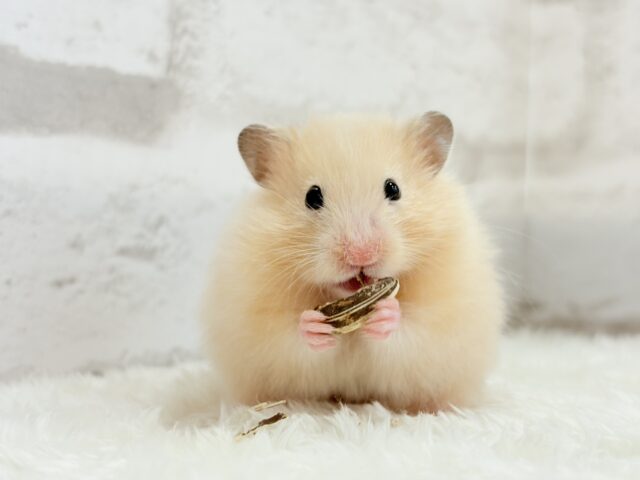 ゴールデンハムスター