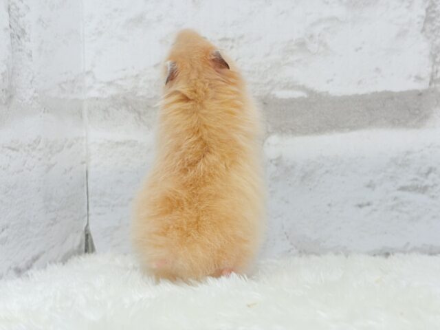 ゴールデンハムスター