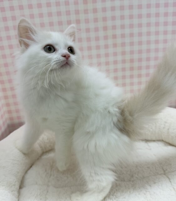 スコティッシュフォールド