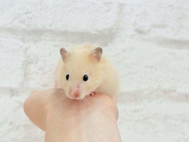 ゴールデンハムスター