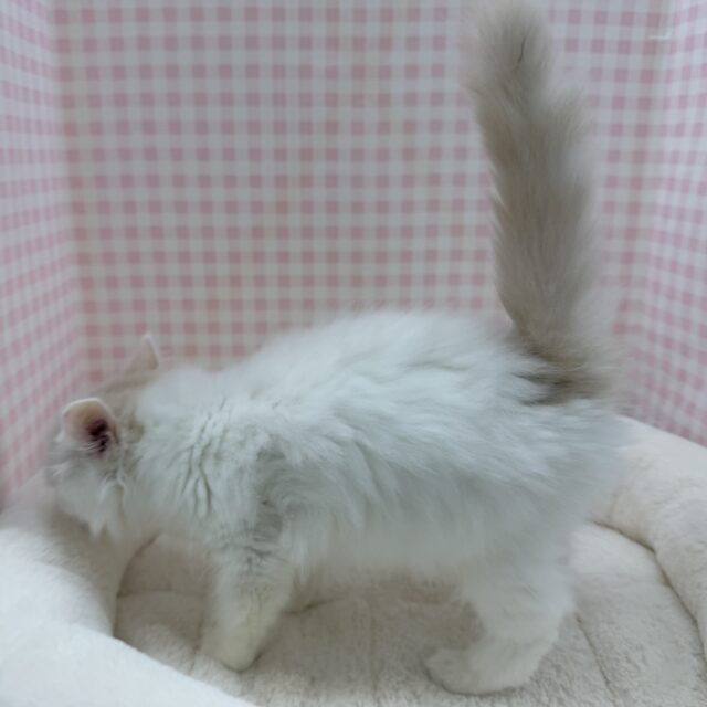 スコティッシュフォールド