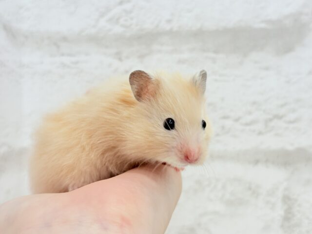 ゴールデンハムスター