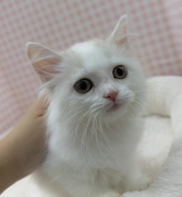 スコティッシュフォールド