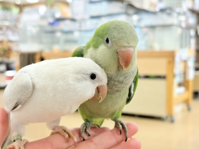 オキナインコ