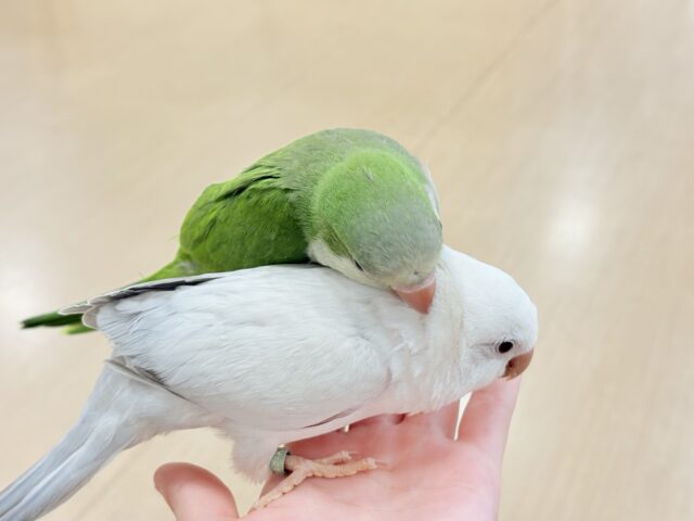 オキナインコ