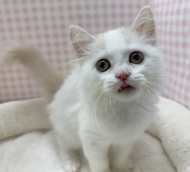 スコティッシュフォールド