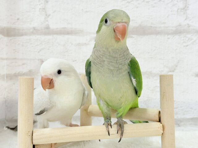 オキナインコ