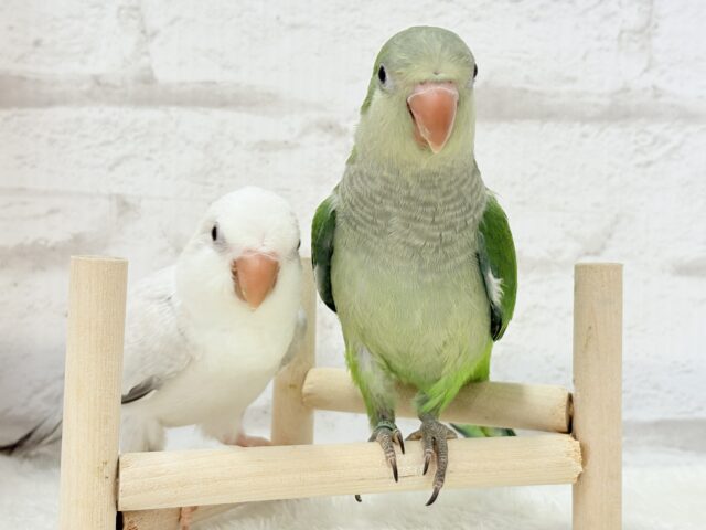 オキナインコ