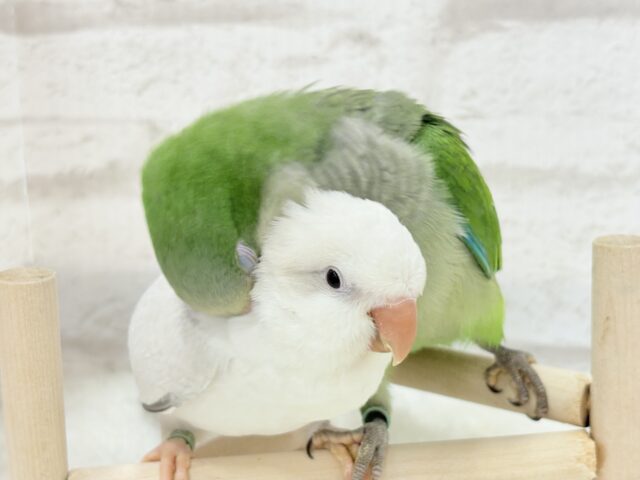 オキナインコ