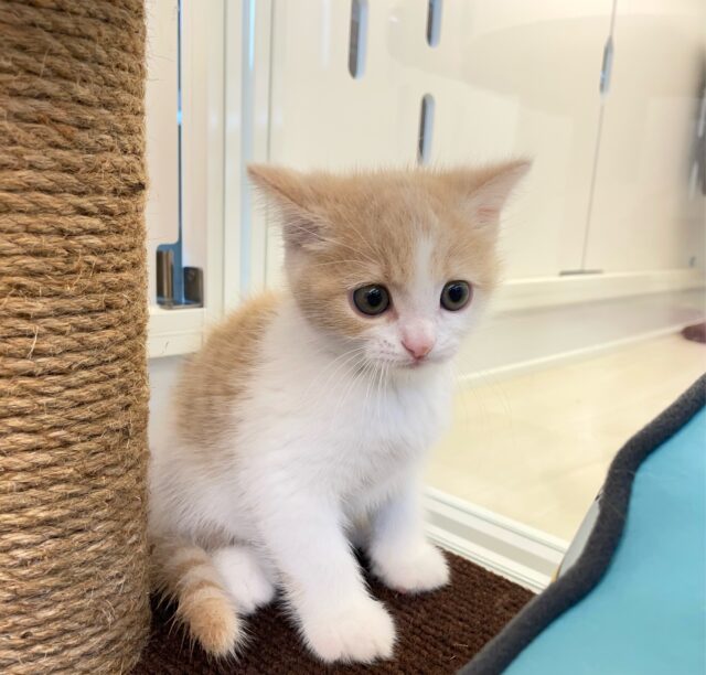 まん丸おめめ👀✨スコティッシュ・フォールド(クリームタビー&ホワイト)🍨🤍男の子💙2025年7月5日生まれ スコティッシュフォールド