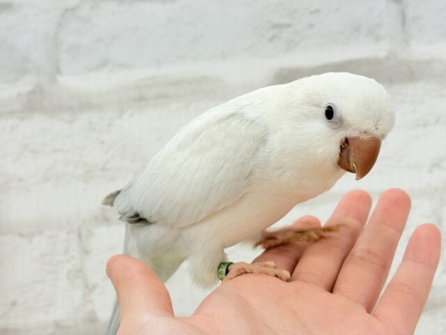 オキナインコ