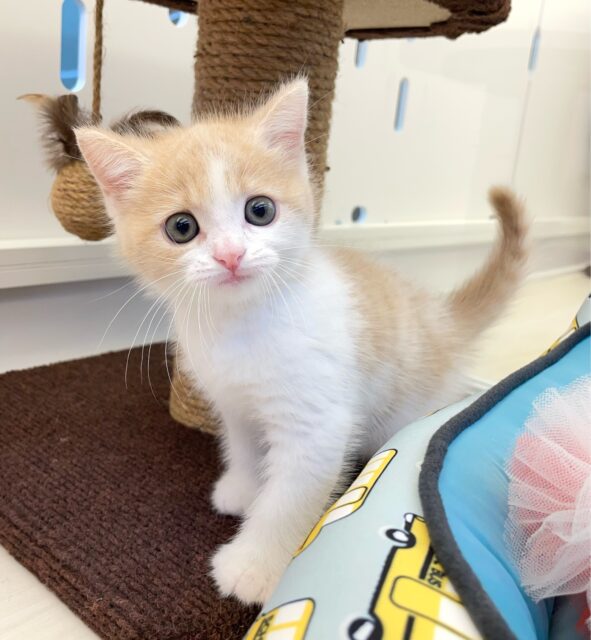 まん丸おめめ👀✨スコティッシュ・フォールド(クリームタビー&ホワイト)🍨🤍男の子💙2025年7月5日生まれ スコティッシュフォールド