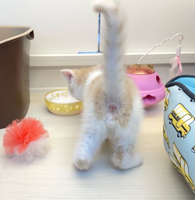 まん丸おめめ👀✨スコティッシュ・フォールド(クリームタビー&ホワイト)🍨🤍男の子💙2025年7月5日生まれ スコティッシュフォールド