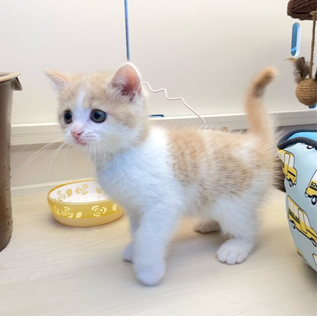 まん丸おめめ👀✨スコティッシュ・フォールド(クリームタビー&ホワイト)🍨🤍男の子💙2025年7月5日生まれ スコティッシュフォールド