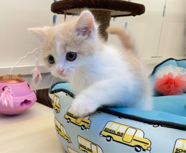 まん丸おめめ👀✨スコティッシュ・フォールド(クリームタビー&ホワイト)🍨🤍男の子💙2025年7月5日生まれ スコティッシュフォールド