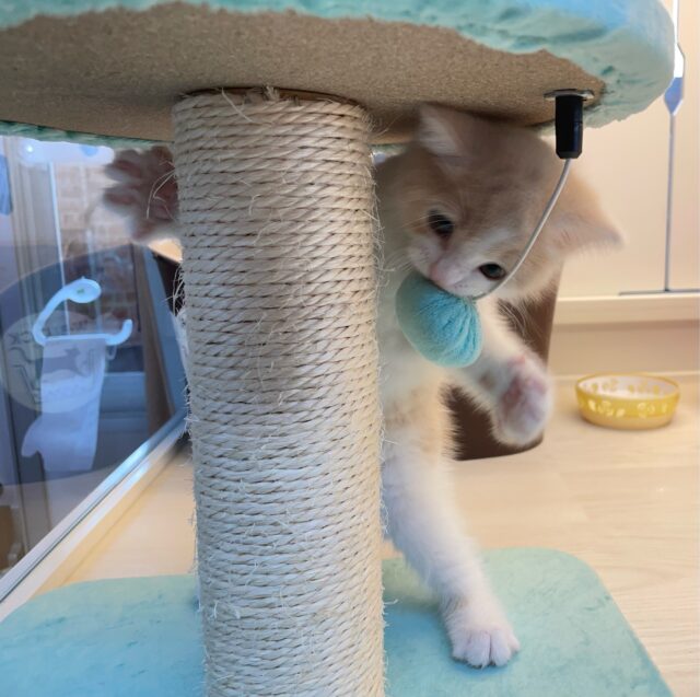 まん丸おめめ👀✨スコティッシュ・フォールド(クリームタビー&ホワイト)🍨🤍男の子💙2025年7月5日生まれ スコティッシュフォールド