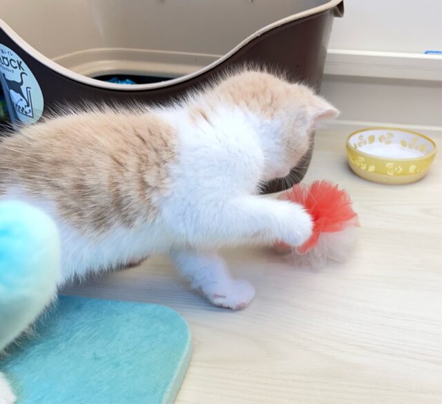 まん丸おめめ👀✨スコティッシュ・フォールド(クリームタビー&ホワイト)🍨🤍男の子💙2025年7月5日生まれ スコティッシュフォールド