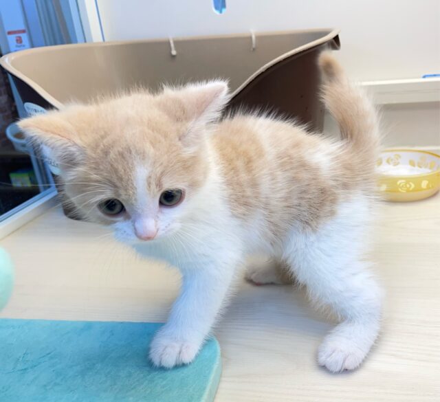 まん丸おめめ👀✨スコティッシュ・フォールド(クリームタビー&ホワイト)🍨🤍男の子💙2025年7月5日生まれ スコティッシュフォールド