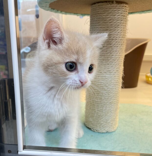 まん丸おめめ👀✨スコティッシュ・フォールド(クリームタビー&ホワイト)🍨🤍男の子💙2025年7月5日生まれ スコティッシュフォールド