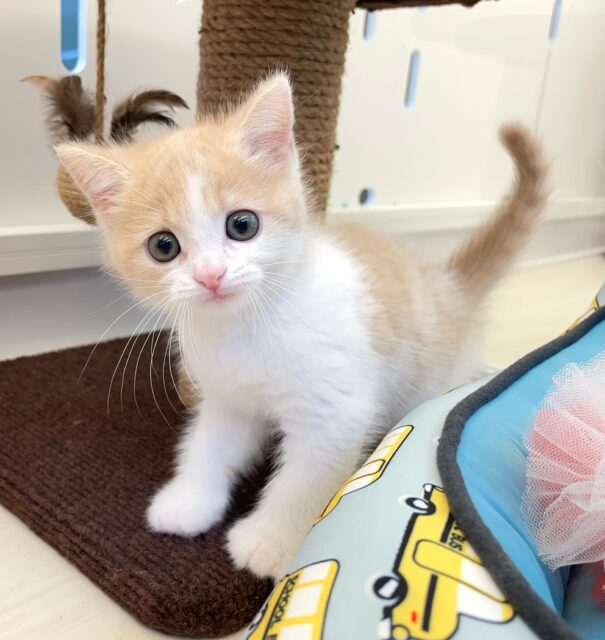 まん丸おめめ👀✨スコティッシュ・フォールド(クリームタビー&ホワイト)🍨🤍男の子💙2025年7月5日生まれ スコティッシュフォールド