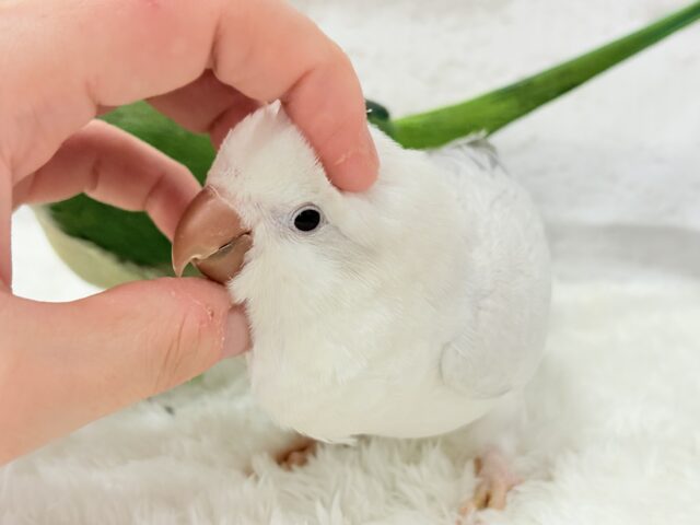オキナインコ
