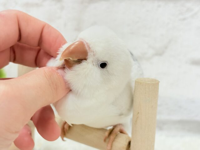 オキナインコ