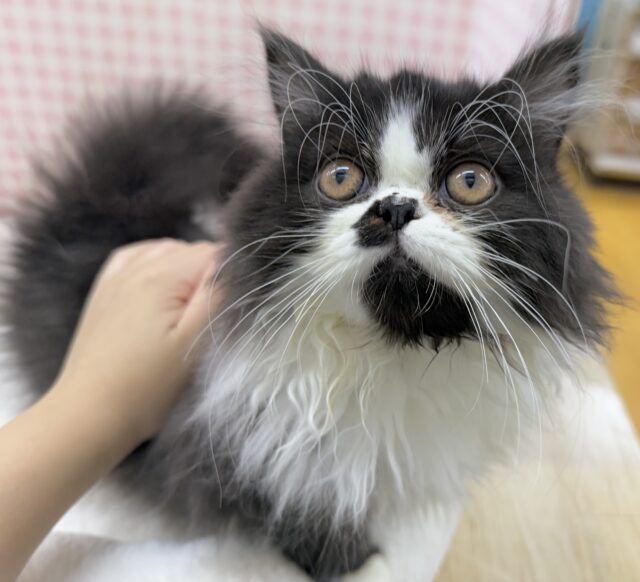 フォールデックス