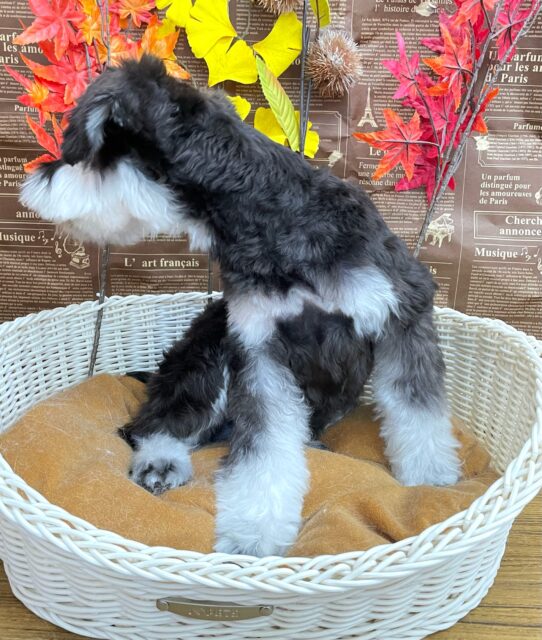 ミニチュアシュナウザー