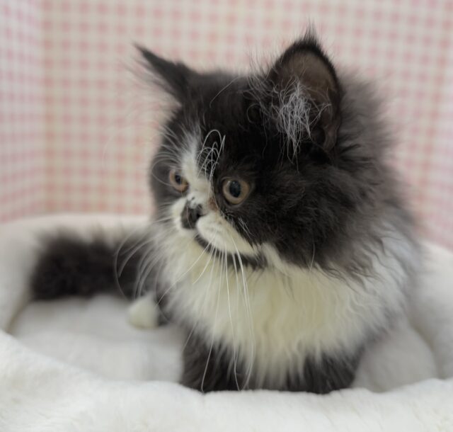 フォールデックス