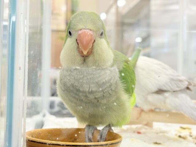 オキナインコ