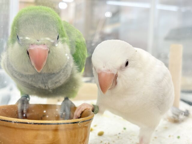 オキナインコ