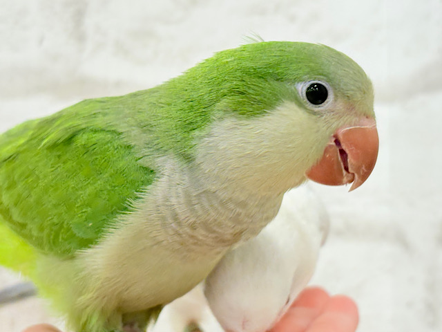 【最新画像更新🪄】おめめきゅるきゅる💖目指せビッグボディ🐥💚オキナインコ(グリーン) ヒナ