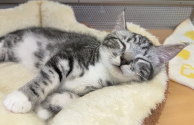 最新📷懐っこすぎてメロメロになっちゃう!マンチカン マンチカン