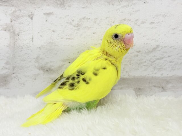 【最新画像更新🪄】ミツバチカラー🐝𓂃𓈒𓏸︎︎︎︎セキセイインコ(ハルクイン) ヒナ セキセイインコ