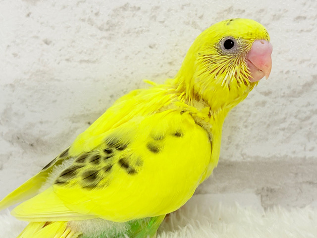 【最新画像更新🪄】ミツバチカラー🐝𓂃𓈒𓏸︎︎︎︎セキセイインコ(ハルクイン) ヒナ 【最新画像更新🪄】ミツバチカラー🐝𓂃𓈒𓏸︎︎︎︎セキセイインコ(ハルクイン) ヒナ