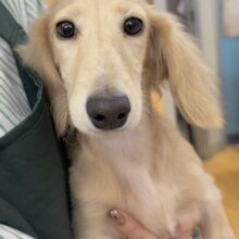 最新画像！やんちゃ盛りなダックスくん😚