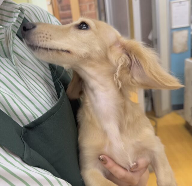 ミニチュアダックス