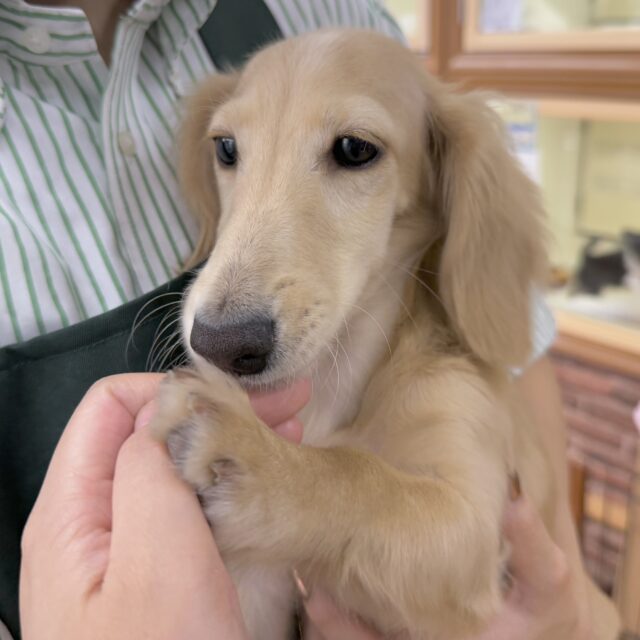 ミニチュアダックス