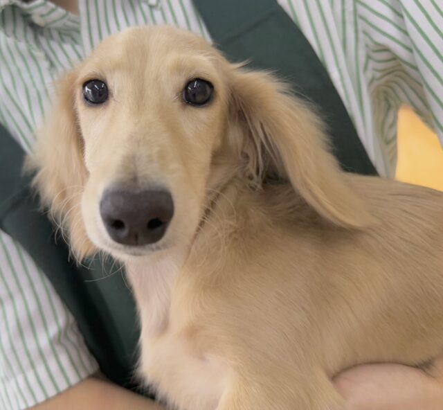 ミニチュアダックス