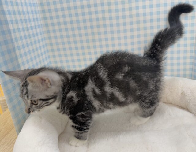 最新📷懐っこすぎてメロメロになっちゃう!マンチカン マンチカン