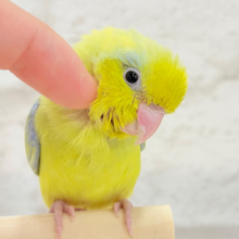 【最新画像・動画更新🪄ひとり餌になりました‪☆】可愛さ満点💖ちびっ子大使🧚‍♀️マメルリハ(アメリカンイエロー)男の子 ヒナ