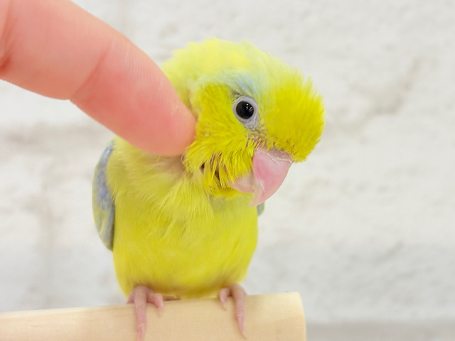 【最新画像・動画更新🪄ひとり餌になりました‪☆】可愛さ満点💖ちびっ子大使🧚‍♀️マメルリハ(アメリカンイエロー)男の子 ヒナ